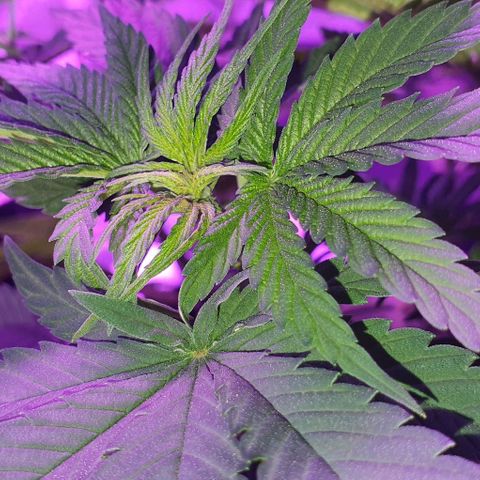 3RH #2 growlog timeline photo