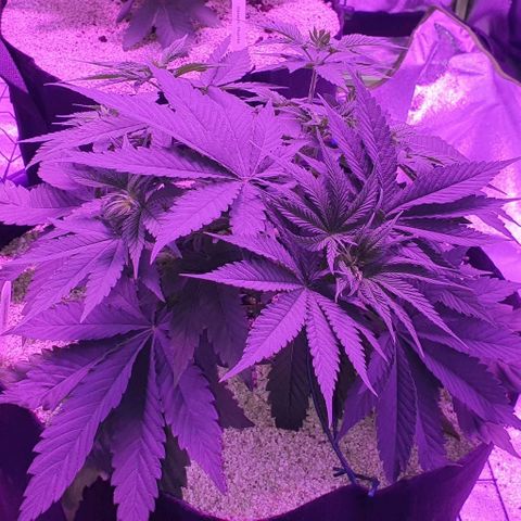 3RH #2 growlog timeline photo