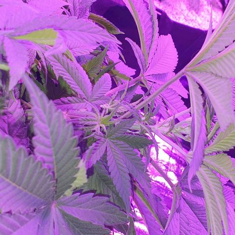 3RH #1 growlog timeline photo