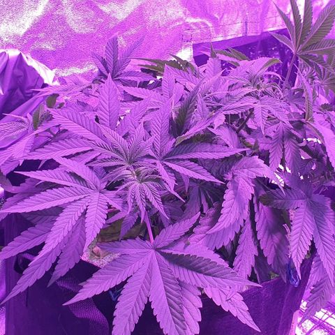 3RH #1 growlog timeline photo