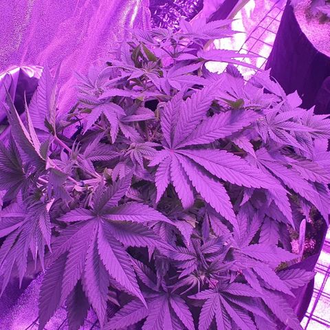 3RH #1 growlog timeline photo