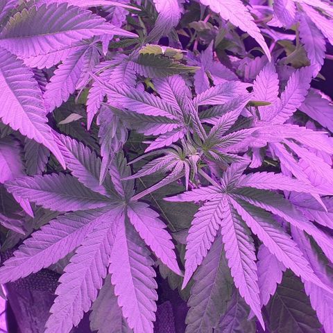 3RH #1 growlog timeline photo