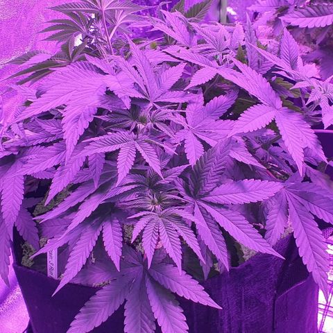 3RH #1 growlog timeline photo