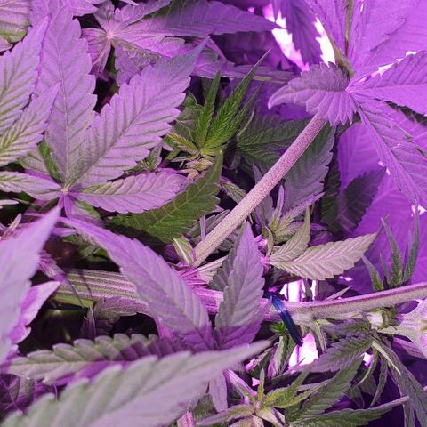 3RH #1 growlog timeline photo