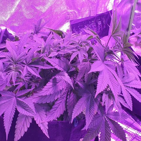3RH #1 growlog timeline photo