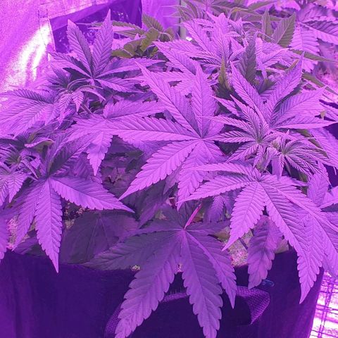 3RH #1 growlog timeline photo