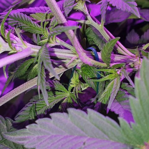 3RH #1 growlog timeline photo