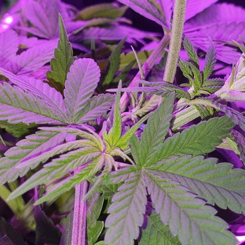 3RH #1 growlog timeline photo
