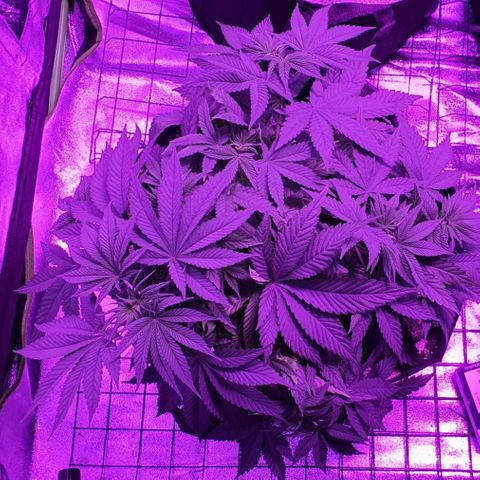 3RH #1 growlog timeline photo