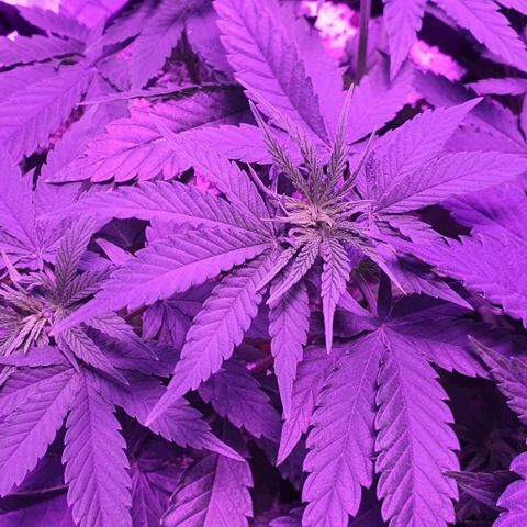 3RH #1 growlog timeline photo