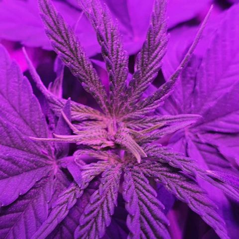 3RH #1 growlog timeline photo