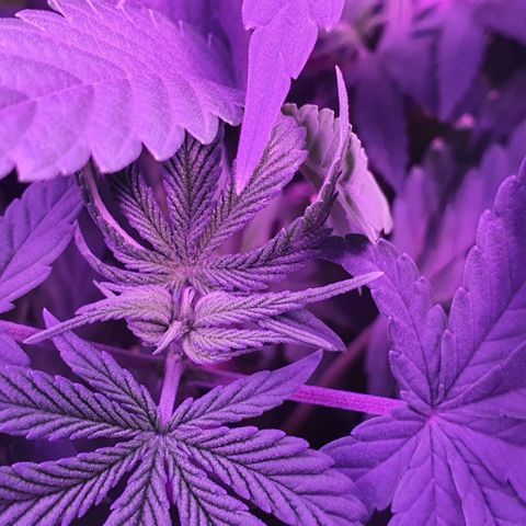3RH #1 growlog timeline photo