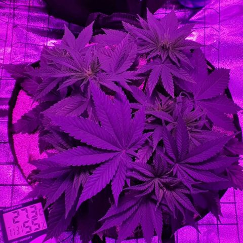 3RH #2 growlog timeline photo