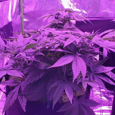 3RH #1 growlog timeline photo
