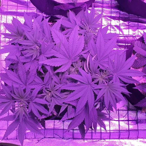 3RH #1 growlog timeline photo