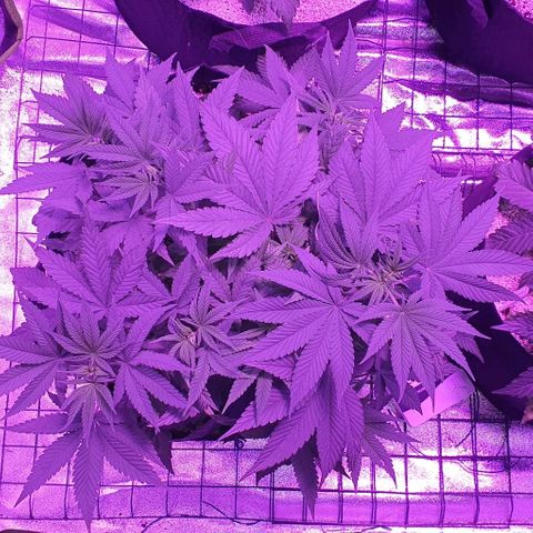 3RH #1 growlog timeline photo