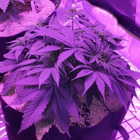 3RH #2 growlog timeline photo