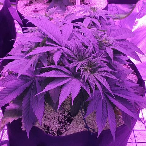 3RH #2 growlog timeline photo