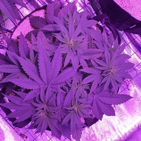 3RH #2 growlog timeline photo
