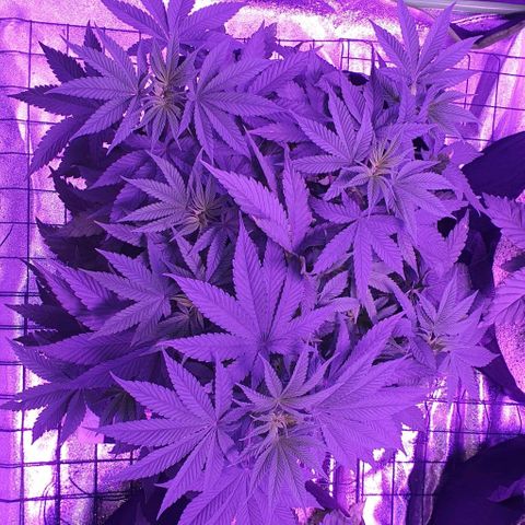 3RH #1 growlog timeline photo