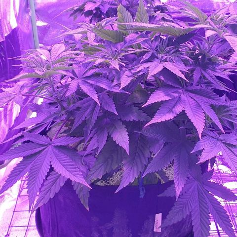 3RH #1 growlog timeline photo