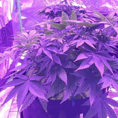 3RH #1 growlog timeline photo