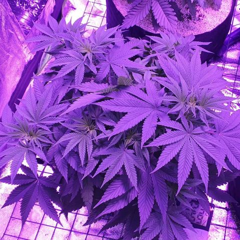 3RH #1 growlog timeline photo