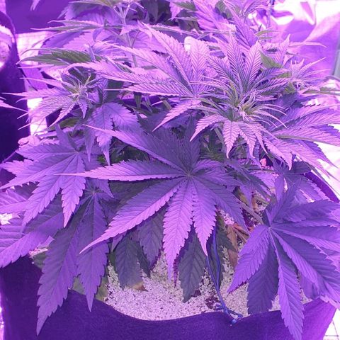3RH #2 growlog timeline photo