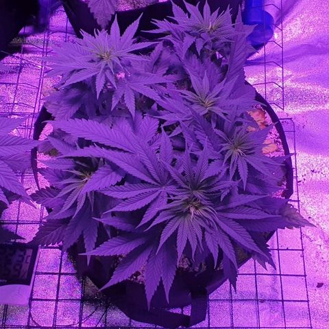 3RH #2 growlog timeline photo