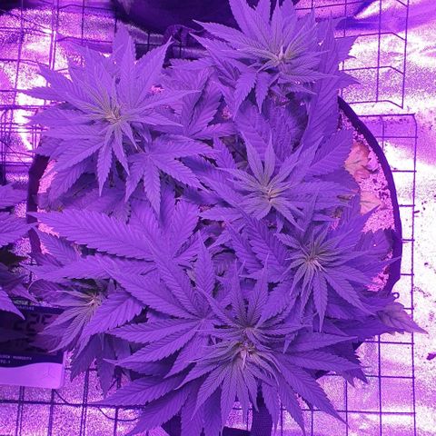 3RH #2 growlog timeline photo