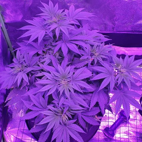 3RH #1 growlog timeline photo