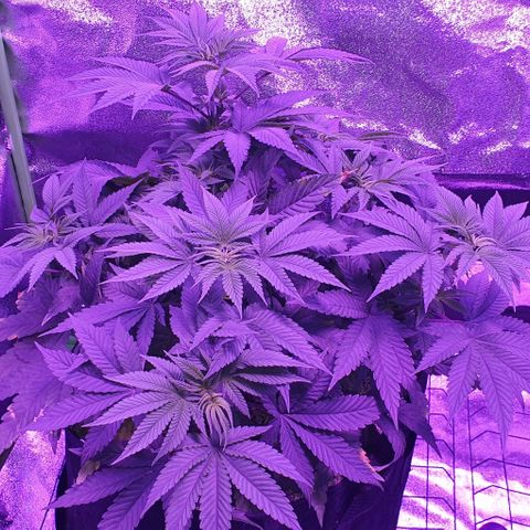 3RH #1 growlog timeline photo