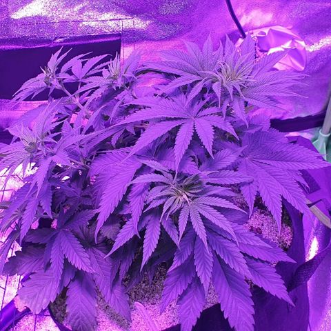 3RH #2 growlog timeline photo