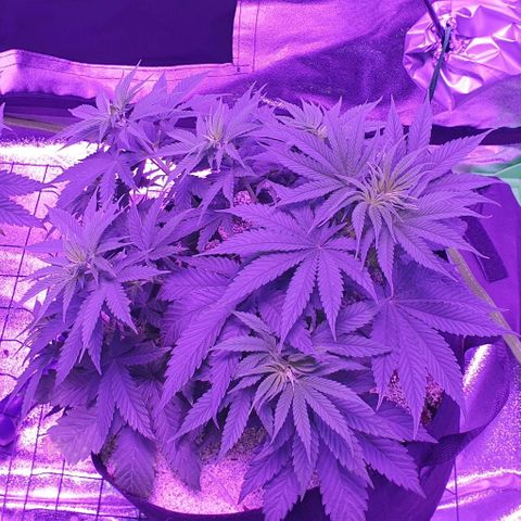 3RH #2 growlog timeline photo