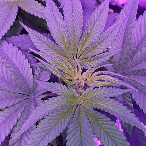 3RH #1 growlog timeline photo