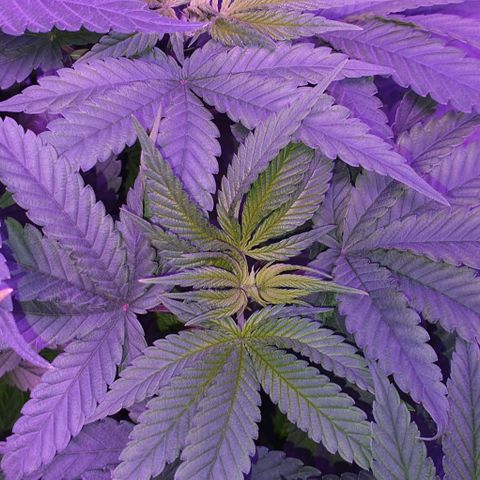 3RH #1 growlog timeline photo