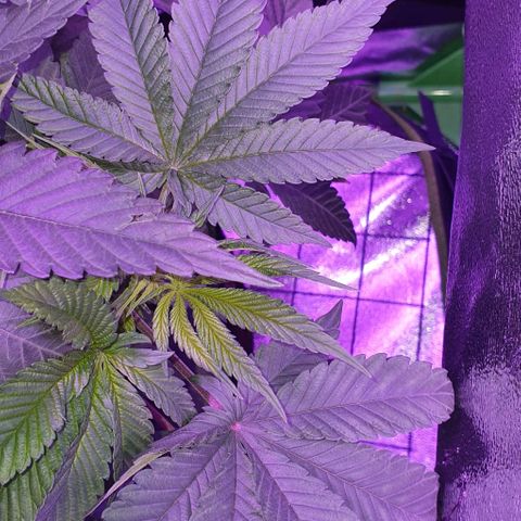 3RH #1 growlog timeline photo