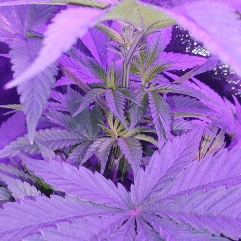 3RH #1 growlog timeline photo