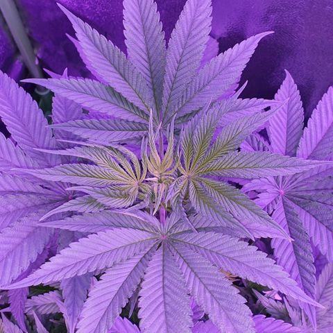 3RH #1 growlog timeline photo