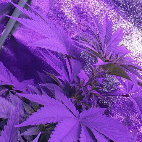 3RH #1 growlog timeline photo