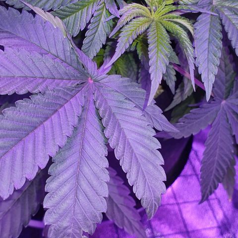 3RH #1 growlog timeline photo