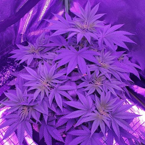 3RH #1 growlog timeline photo