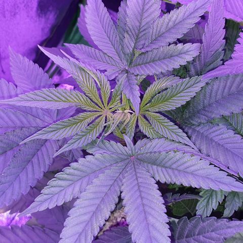 3RH #1 growlog timeline photo