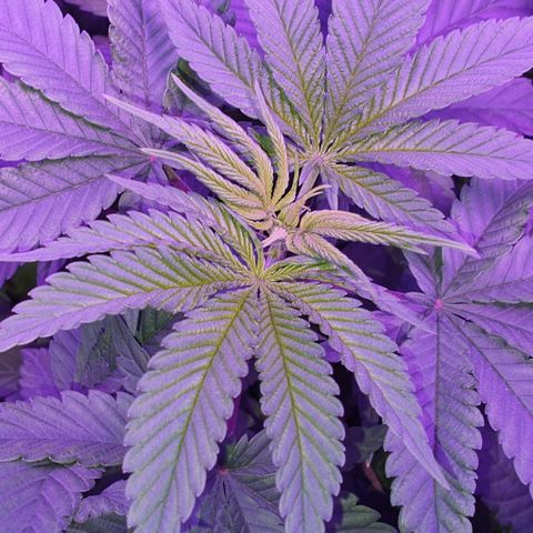 3RH #1 growlog timeline photo