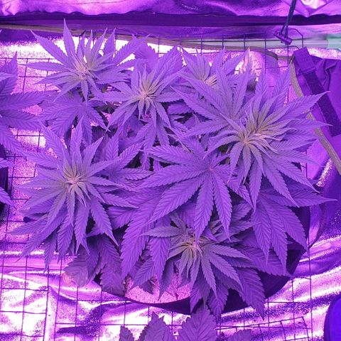 3RH #2 growlog timeline photo