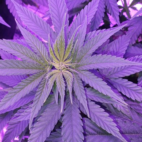 3RH #2 growlog timeline photo