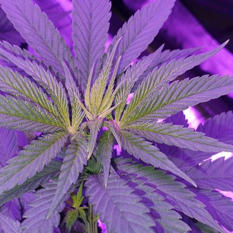 3RH #2 growlog timeline photo