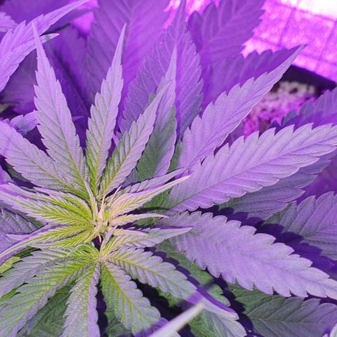 3RH #2 growlog timeline photo