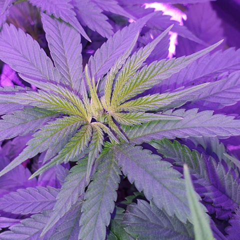 3RH #2 growlog timeline photo