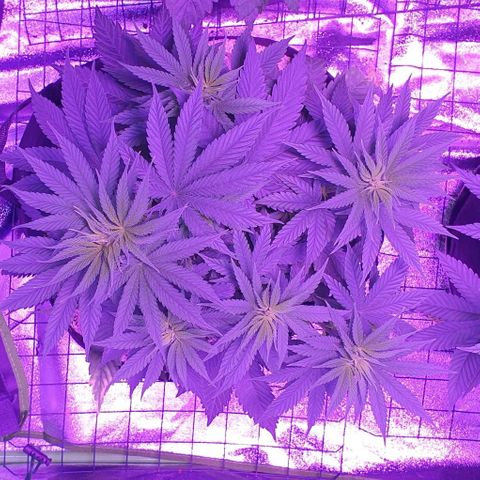 3RH #2 growlog timeline photo
